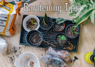 Gardening Tips